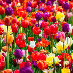 Tulip Bulbs Rainbow Mix Blooms Species Growing Bonsai Roots Rhizomes Corms Tubers Potted Planting Reblooming Fragrant Garden Flower Seeds Plant