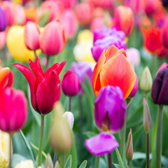 Tulip Bulbs Rainbow Mix Blooms Species Growing Bonsai Roots Rhizomes Corms Tubers Potted Planting Reblooming Fragrant Garden Flower Seeds Plant