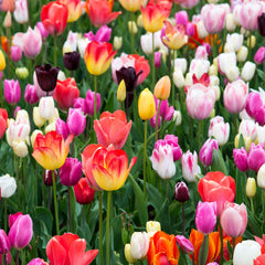 Tulip Bulbs Rainbow Mix Blooms Species Growing Bonsai Roots Rhizomes Corms Tubers Potted Planting Reblooming Fragrant Garden Flower Seeds Plant