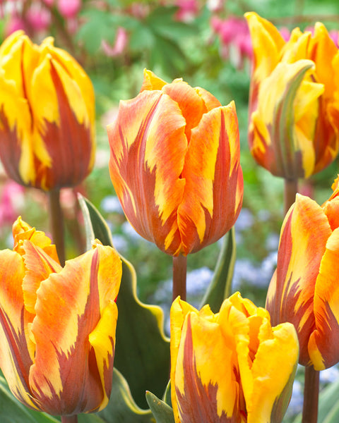 Tulip Bulbs Ravana Bulbs Blooms Species Growing Bonsai Roots Rhizomes Corms Tubers Potted Planting Reblooming Fragrant Garden Flower Seeds Plant