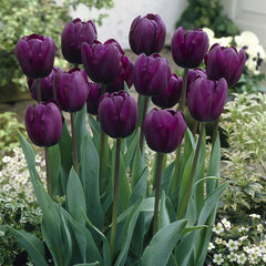 Tulip Bulbs Recreado Blooms Species Growing Bonsai Roots Rhizomes Corms Tubers Potted Planting Reblooming Fragrant Garden Flower Seeds Plant