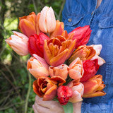 Tulip Bulbs Red Chocolate Bouquet Collection Blooms Species Growing Bonsai Roots Rhizomes Corms Tubers Potted Planting Reblooming Fragrant Garden Flower Seeds Plant