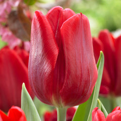 Tulip Red Flag 10-11cm Bulbs Blooms Species Growing Bonsai Roots Rhizomes Corms Tubers Potted Planting Reblooming Fragrant Garden Flower Seeds Plant