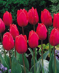 Red Flag Tulip Bulbs Blooms Species Growing Bonsai Roots Rhizomes Corms Tubers Potted Planting Reblooming Fragrant Garden Flower Seeds Plant