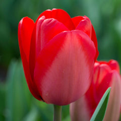 Tulip Bulbs Red Impression Blooms Species Growing Bonsai Roots Rhizomes Corms Tubers Potted Planting Reblooming Fragrant Garden Flower Seeds Plant - Seedsplant