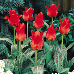 Tulip Bulbs Red Riding Hood Blooms Species Growing Bonsai Roots Rhizomes Corms Tubers Potted Planting Reblooming Fragrant Garden Flower Seeds Plant