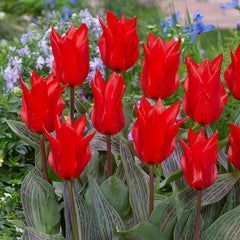 Tulip Bulbs Red Riding Hood Blooms Species Growing Bonsai Roots Rhizomes Corms Tubers Potted Planting Reblooming Fragrant Garden Flower Seeds Plant