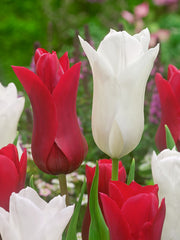 Tulip Red Shine Blooms Species Growing Bonsai Roots Rhizomes Corms Tubers Potted Planting Reblooming Fragrant Garden Flower Seeds Plant - Seedsplant