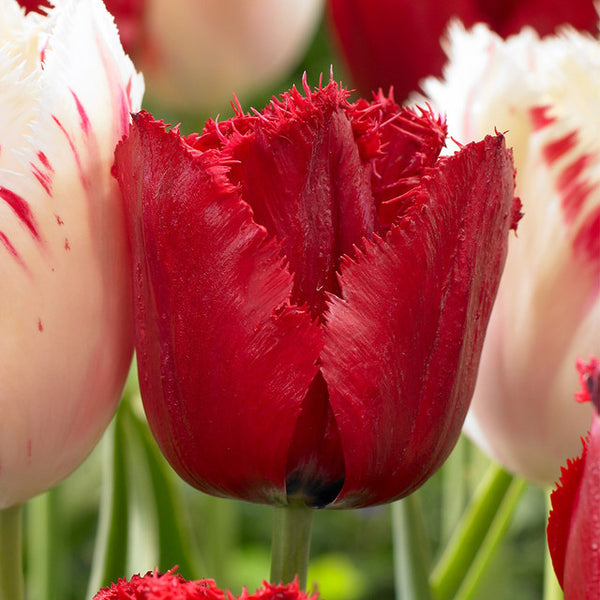 Tulip Bulbs Red Wing Blooms Species Growing Bonsai Roots Rhizomes Corms Tubers Potted Planting Reblooming Fragrant Garden Flower Seeds Plant