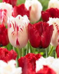 Tulip Bulbs Red Wing Blooms Species Growing Bonsai Roots Rhizomes Corms Tubers Potted Planting Reblooming Fragrant Garden Flower Seeds Plant