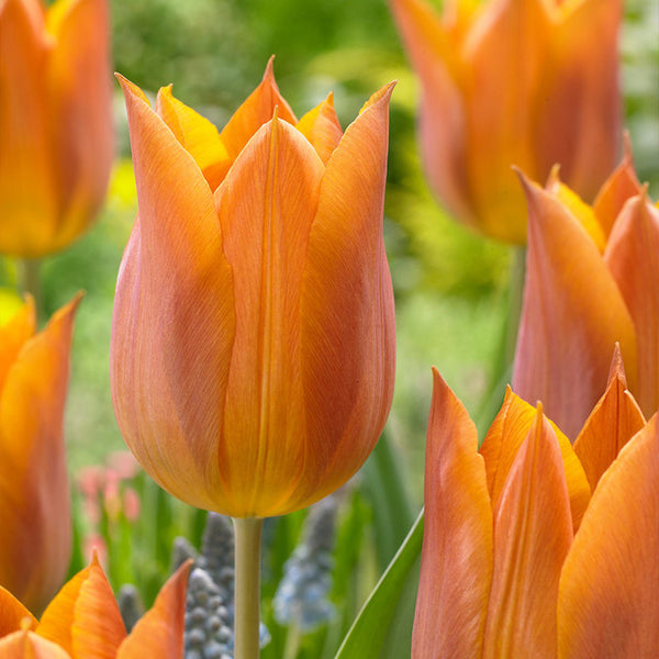 Tulip Bulbs Request Blooms Species Growing Bonsai Roots Rhizomes Corms Tubers Potted Planting Reblooming Fragrant Garden Flower Seeds Plant