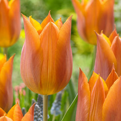 Tulip Bulbs Request Blooms Species Growing Bonsai Roots Rhizomes Corms Tubers Potted Planting Reblooming Fragrant Garden Flower Seeds Plant
