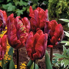 Tulip Bulbs Rococo Blooms Species Growing Bonsai Roots Rhizomes Corms Tubers Potted Planting Reblooming Fragrant Garden Flower Seeds Plant
