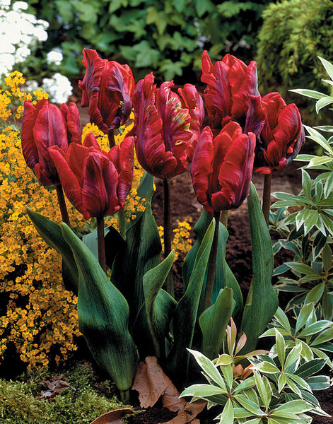 Tulip Bulbs Rococo Blooms Species Growing Bonsai Roots Rhizomes Corms Tubers Potted Planting Reblooming Fragrant Garden Flower Seeds Plant