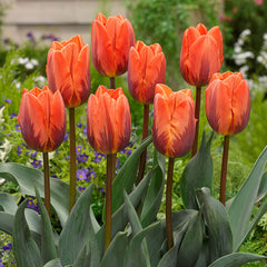 Tulip Bulbs Royal Wedding Collection Blooms Species Growing Bonsai Roots Rhizomes Corms Tubers Potted Planting Reblooming Fragrant Garden Flower Seeds Plant