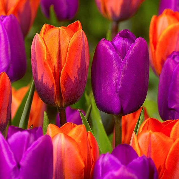 Tulip Bulbs Royal Wedding Collection Blooms Species Growing Bonsai Roots Rhizomes Corms Tubers Potted Planting Reblooming Fragrant Garden Flower Seeds Plant