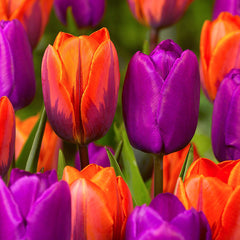 Tulip Bulbs Royal Wedding Collection Blooms Species Growing Bonsai Roots Rhizomes Corms Tubers Potted Planting Reblooming Fragrant Garden Flower Seeds Plant