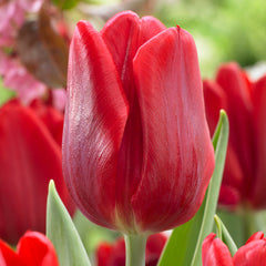 Ruby Prince Tulip Bulbs Blooms Species Growing Bonsai Roots Rhizomes Corms Tubers Potted Planting Reblooming Fragrant Garden Flower Seeds Plant