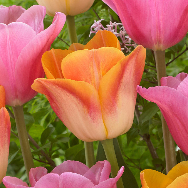 Salmon Dynasty Tulip Bulbs Blooms Species Growing Bonsai Roots Rhizomes Corms Tubers Potted Planting Reblooming Fragrant Garden Flower Seeds Plant - Seedsplant