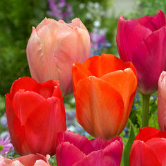 Salmon Van Eijk Tulip Bulbs Blooms Species Growing Bonsai Roots Rhizomes Corms Tubers Potted Planting Reblooming Fragrant Garden Flower Seeds Plant