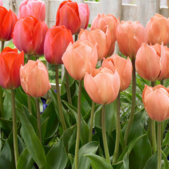 Salmon Van Eijk Tulip Bulbs Blooms Species Growing Bonsai Roots Rhizomes Corms Tubers Potted Planting Reblooming Fragrant Garden Flower Seeds Plant