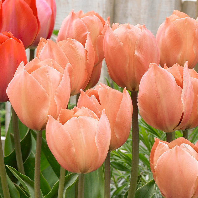 Salmon Van Eijk Tulip Bulbs Blooms Species Growing Bonsai Roots Rhizomes Corms Tubers Potted Planting Reblooming Fragrant Garden Flower Seeds Plant