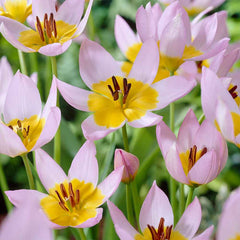 Saxatilis Tulip Bulbs Blooms Species Growing Bonsai Roots Rhizomes Corms Tubers Potted Planting Reblooming Fragrant Garden Flower Seeds Plant