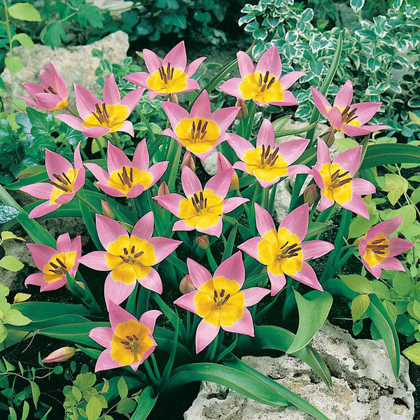 Saxatilis Tulip Bulbs Blooms Species Growing Bonsai Roots Rhizomes Corms Tubers Potted Planting Reblooming Fragrant Garden Flower Seeds Plant