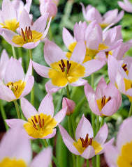 Saxatilis Tulip Bulbs Blooms Species Growing Bonsai Roots Rhizomes Corms Tubers Potted Planting Reblooming Fragrant Garden Flower Seeds Plant