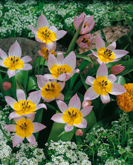 Saxatilis Tulip Bulbs Blooms Species Growing Bonsai Roots Rhizomes Corms Tubers Potted Planting Reblooming Fragrant Garden Flower Seeds Plant