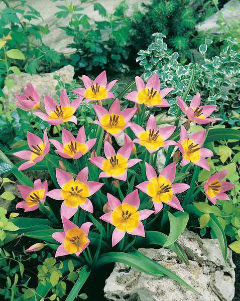Saxatilis Tulip Bulbs Blooms Species Growing Bonsai Roots Rhizomes Corms Tubers Potted Planting Reblooming Fragrant Garden Flower Seeds Plant