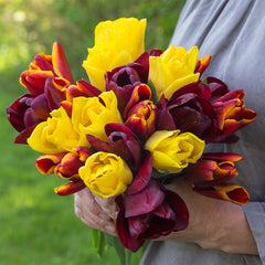 Seattle Tulip Bulbs Blooms Species Growing Bonsai Roots Rhizomes Corms Tubers Potted Planting Reblooming Fragrant Garden Flower Seeds Plant