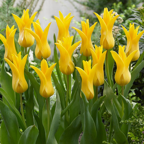 Seattle Tulip Bulbs Blooms Species Growing Bonsai Roots Rhizomes Corms Tubers Potted Planting Reblooming Fragrant Garden Flower Seeds Plant