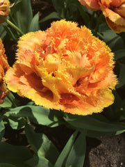 Tulip Bulbs Sensual Touch Blooms Species Growing Bonsai Roots Rhizomes Corms Tubers Potted Planting Reblooming Fragrant Garden Flower Seeds Plant