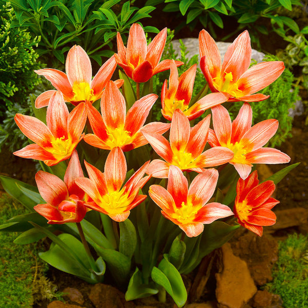Tulip Bulbs Shakespeare Blooms Species Growing Bonsai Roots Rhizomes Corms Tubers Potted Planting Reblooming Fragrant Garden Flower Seeds Plant
