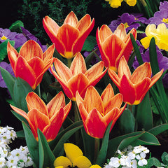 Tulip Bulbs Shakespeare Blooms Species Growing Bonsai Roots Rhizomes Corms Tubers Potted Planting Reblooming Fragrant Garden Flower Seeds Plant