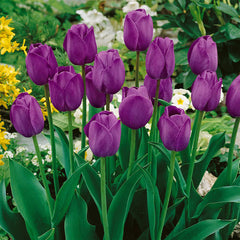 Tulip Bulbs Shirley Embrace Collection Blooms Species Growing Bonsai Roots Rhizomes Corms Tubers Potted Planting Reblooming Fragrant Garden Flower Seeds Plant