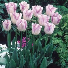 Tulip Bulbs Shirley Embrace Collection Blooms Species Growing Bonsai Roots Rhizomes Corms Tubers Potted Planting Reblooming Fragrant Garden Flower Seeds Plant
