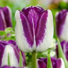 Tulip Shiun 11/12cm Bulbs Blooms Species Growing Bonsai Roots Rhizomes Corms Tubers Potted Planting Reblooming Fragrant Garden Flower Seeds Plant