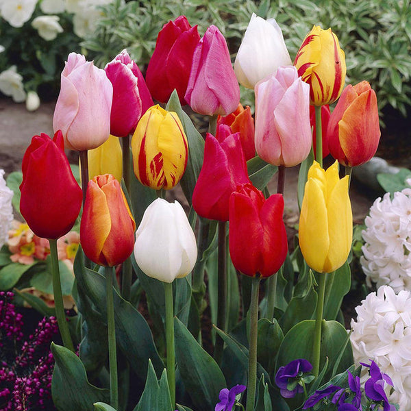 Single Early Tulips Mixed Bulbs Blooms Species Growing Bonsai Roots Rhizomes Corms Tubers Potted Planting Reblooming Fragrant Garden Flower Seeds Plant