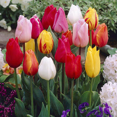Single Early Tulips Mixed Bulbs Blooms Species Growing Bonsai Roots Rhizomes Corms Tubers Potted Planting Reblooming Fragrant Garden Flower Seeds Plant