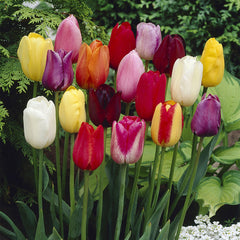 Long Stemmed Tulips Mixed Bulbs Blooms Species Growing Bonsai Roots Rhizomes Corms Tubers Potted Planting Reblooming Fragrant Garden Flower Seeds Plant