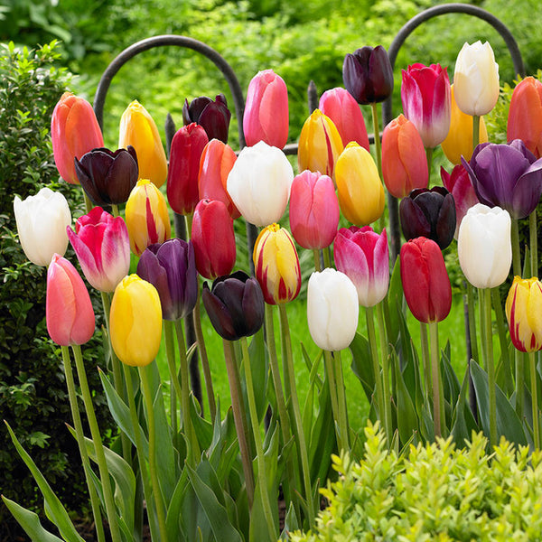 Long Stemmed Tulips Mixed Bulbs Blooms Species Growing Bonsai Roots Rhizomes Corms Tubers Potted Planting Reblooming Fragrant Garden Flower Seeds Plant