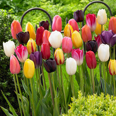 Long Stemmed Tulips Mixed Bulbs Blooms Species Growing Bonsai Roots Rhizomes Corms Tubers Potted Planting Reblooming Fragrant Garden Flower Seeds Plant