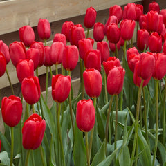 Bulbs Blooms Species Growing Bonsai Roots Rhizomes Corms Tubers Potted Planting Reblooming Fragrant Garden Flower Seeds Plant