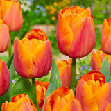 Tulip Bulbs Orange Dynasty Blooms Species Growing Bonsai Roots Rhizomes Corms Tubers Potted Planting Reblooming Fragrant Garden Flower Seeds Plant