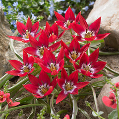 Species Collection Tulip Bulbs Blooms Species Growing Bonsai Roots Rhizomes Corms Tubers Potted Planting Reblooming Fragrant Garden Flower Seeds Plant - Seedsplant