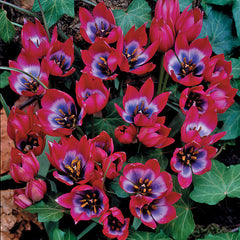Species Collection Tulip Bulbs Blooms Species Growing Bonsai Roots Rhizomes Corms Tubers Potted Planting Reblooming Fragrant Garden Flower Seeds Plant - Seedsplant