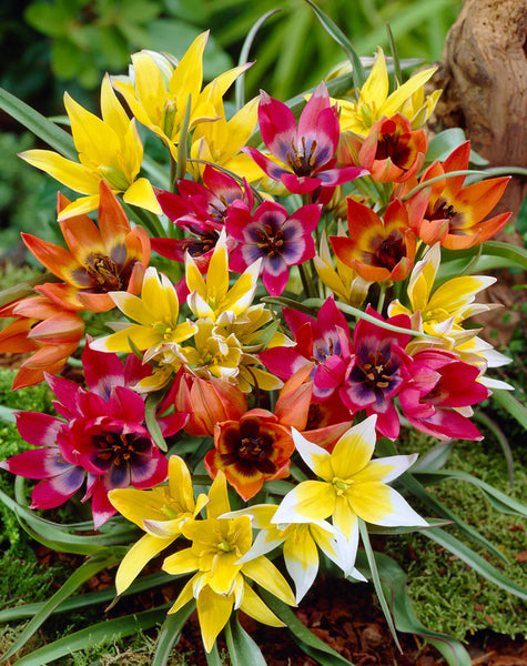 Species Mixed Tulip Bulbs Blooms Species Growing Bonsai Roots Rhizomes Corms Tubers Potted Planting Reblooming Fragrant Garden Flower Seeds Plant