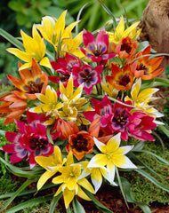 Species Mixed Tulip Bulbs Blooms Species Growing Bonsai Roots Rhizomes Corms Tubers Potted Planting Reblooming Fragrant Garden Flower Seeds Plant